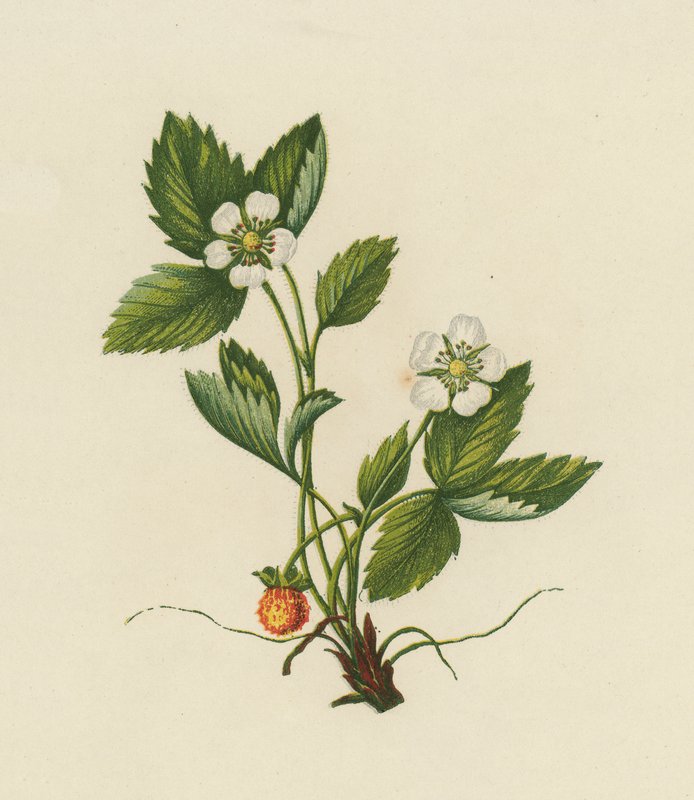 Ahşap Çilek, Fragaria Vesca (renkli taş) by English School