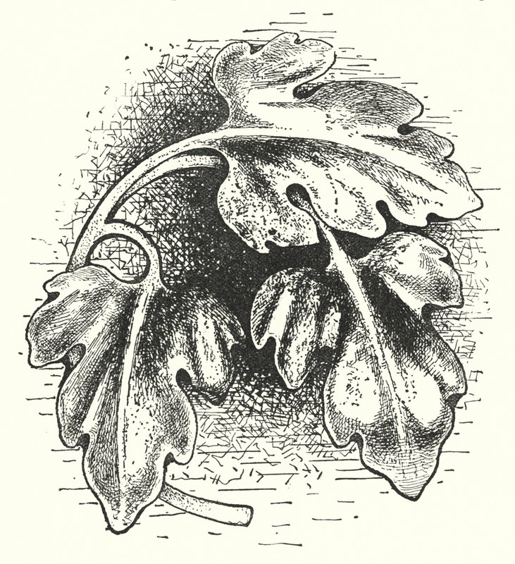 Ahşap oymacılığı: Yaprak (gravür) by English School