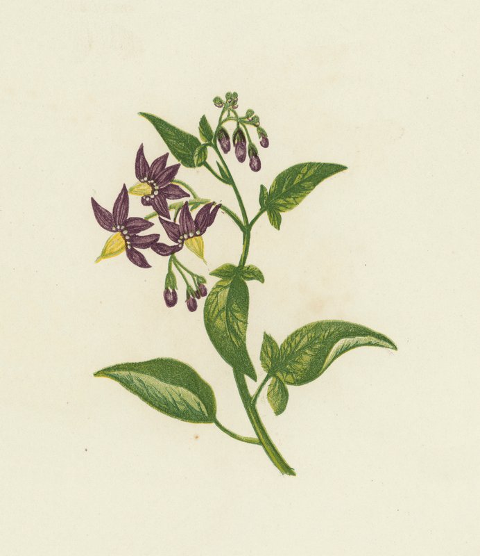 Woody Nightshade veya Bitter Sweet, Solanum Dulcamara (renkli lito) by English School