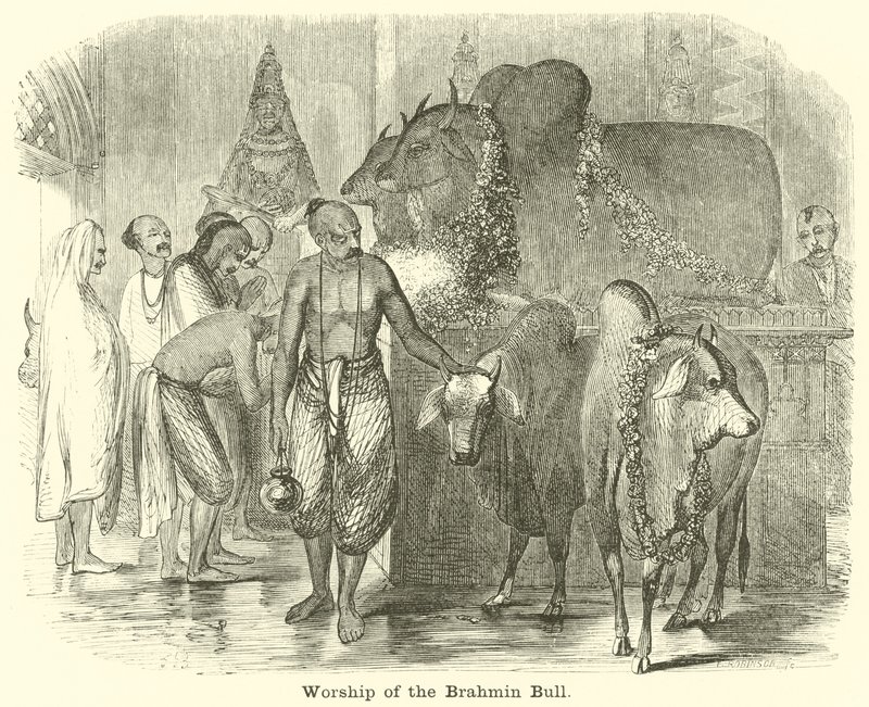 Brahman Boğasının İbadetleri by English School