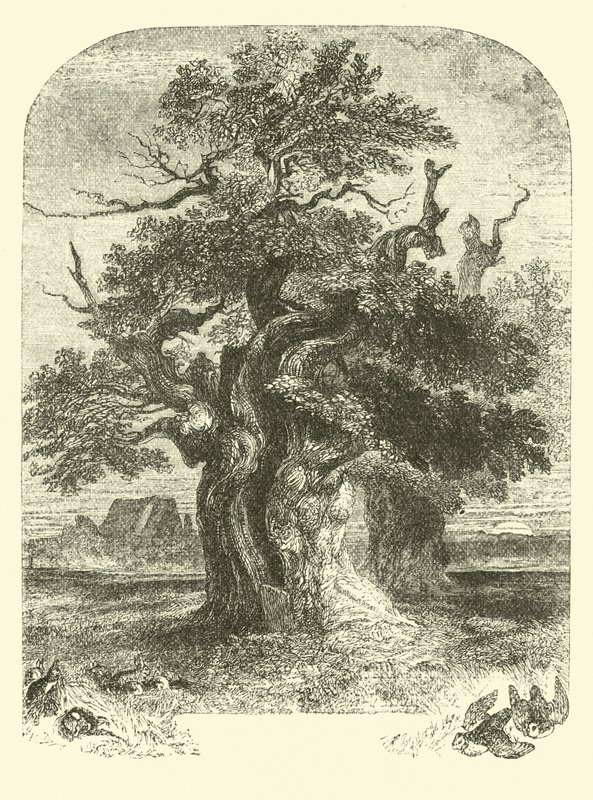 Yardley Meşe by English School