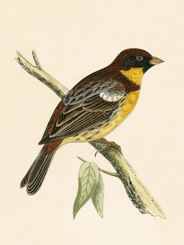 Sarı Göğüslü Kiraz Kuşu, Charles Robert Bree (1811-86) tarafından 
