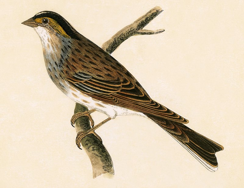 Sarı Kaşlı Kiraz Kuşu, Charles Robert Bree (1811-86) tarafından 