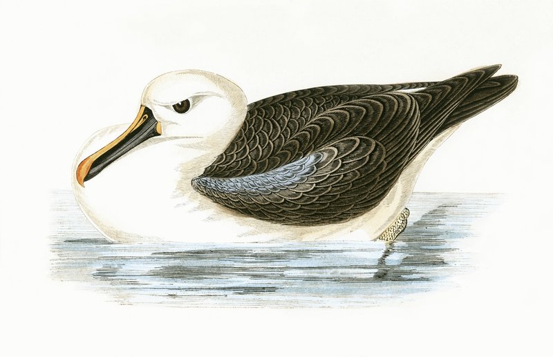 Yellow Nosed Albatross, illustration from 