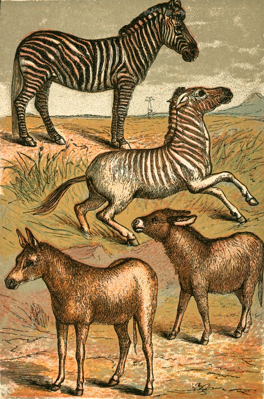 Zebra, Vahşi Eşek, Quagga ve Ortak Eşek by English School