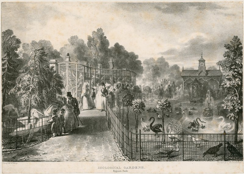 Hayvanat Bahçeleri, Regents Parkı by English School