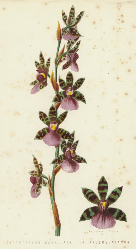 Zygopetalum Maxillare, Var Andersonianum by English School