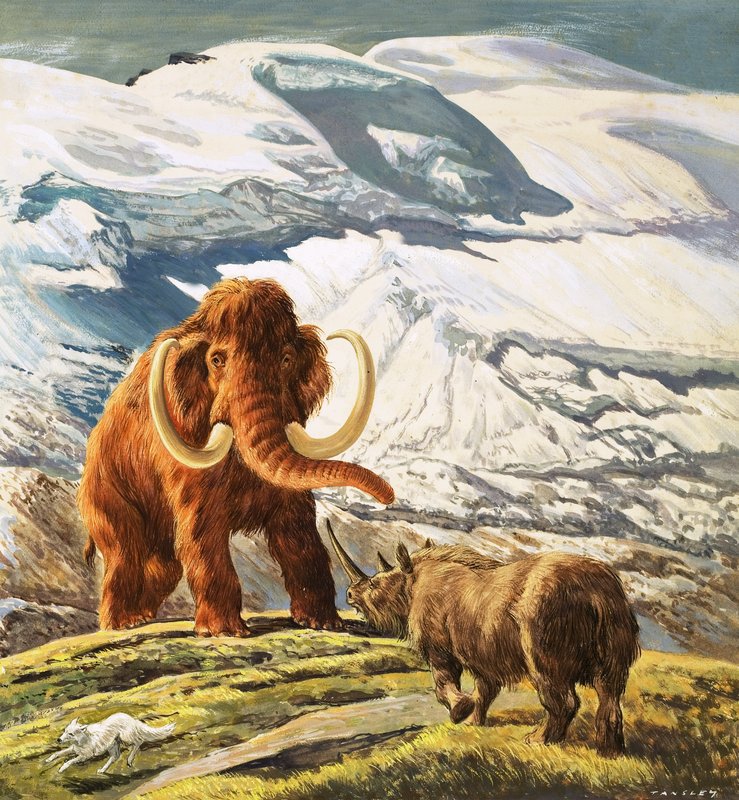 Mamut Gergedanla Buluşuyor (kağıt üzerine guaj) by Eric Tansley