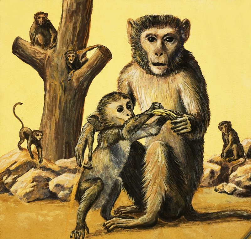 Rhesus Maymunu by Eric Tansley