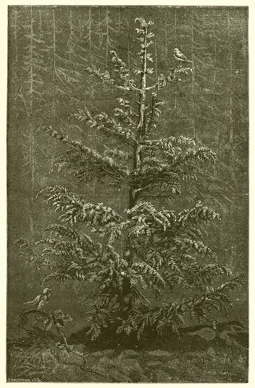 Köknar Ağacı ve Bramble by Ernest Henry Griset