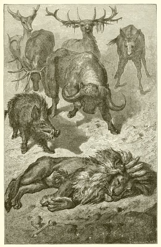 The Old Lion  by Ernest Henry Griset
