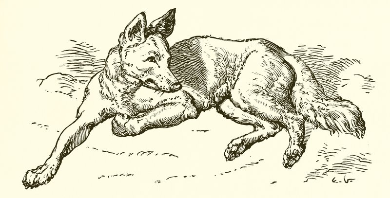 Koyun Kılığındaki Kurt by Ernest Henry Griset