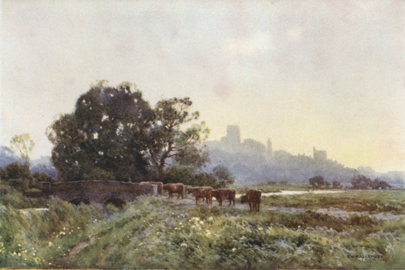 Meadows