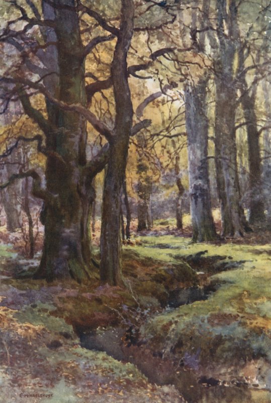 Yeşilbaş Ağacında (renkli lito) by Ernest William Haslehust