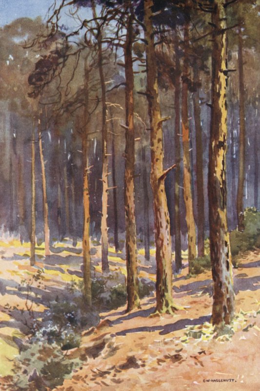 Talbot Woods, Bournemouth (renkli taş) by Ernest William Haslehust