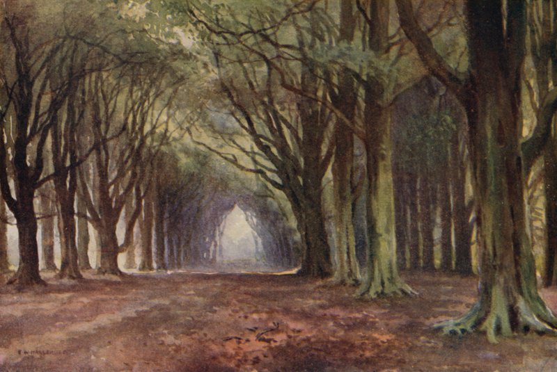 Beech Avenue, Thoresby (renkli taş) by Ernest William Haslehust