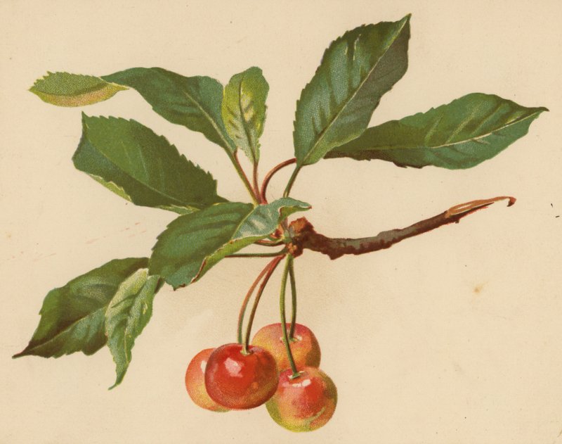 Kirazlar (kromolito) by Ethel C. Nisbet