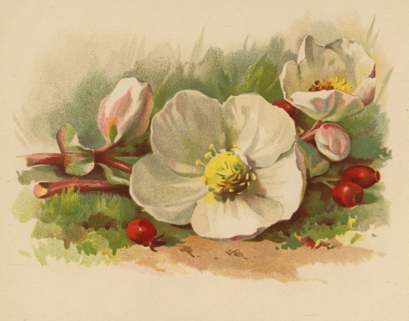 Noel Gülü ve Meyveleri (chromolitho) by Ethel C. Nisbet