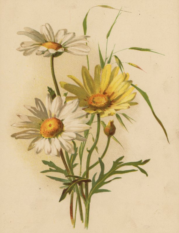 Papatyalar (kromolitho) by Ethel C. Nisbet
