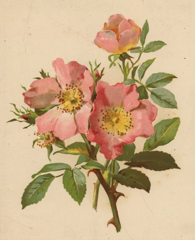 Köpek Gülleri (chromolitho) by Ethel C. Nisbet
