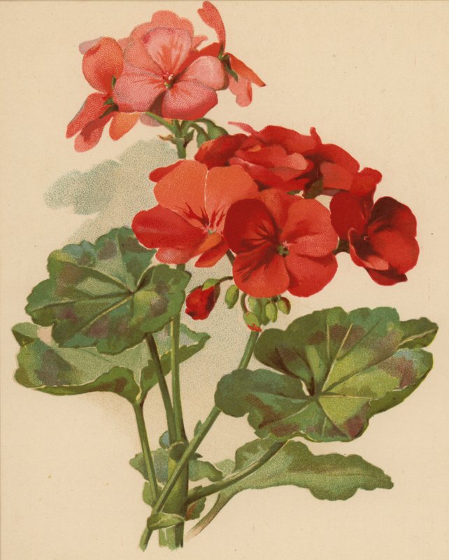 Sardunya (kromolito) by Ethel C. Nisbet