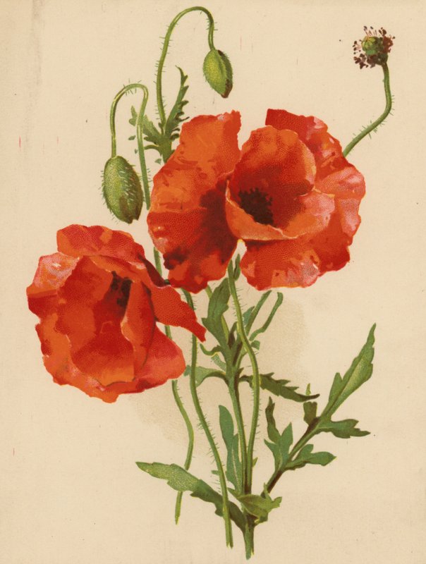 Haşhaş (kromolitho) by Ethel C. Nisbet