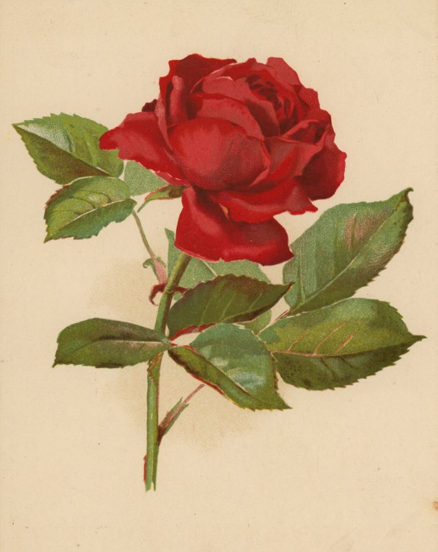 Kırmızı Bahçe Gülü (kromolitho) by Ethel C. Nisbet