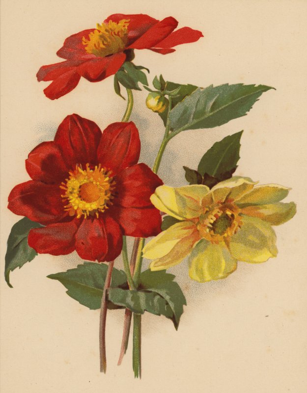 Tek Yıldızçiçekleri (chromolitho) by Ethel C. Nisbet