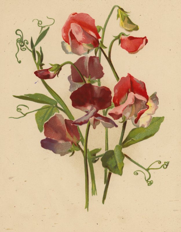 Tatlı Bezelye (chromolitho) by Ethel C. Nisbet