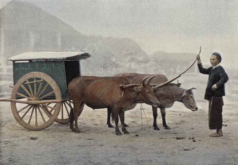 Annamese takımı by European Photographer