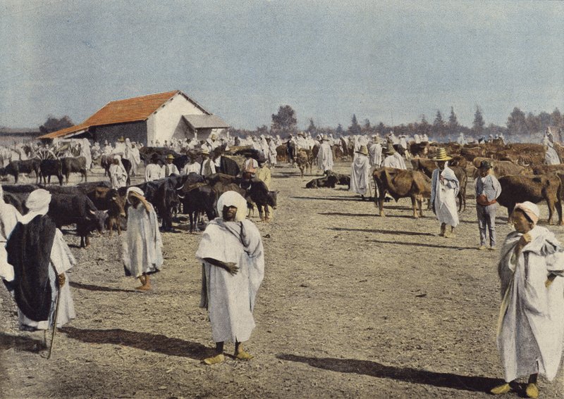 Sidi-Bel-Abbes