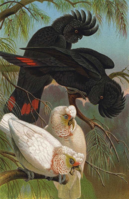 Burunlu Kakadu ve Kara Kakadu by European School