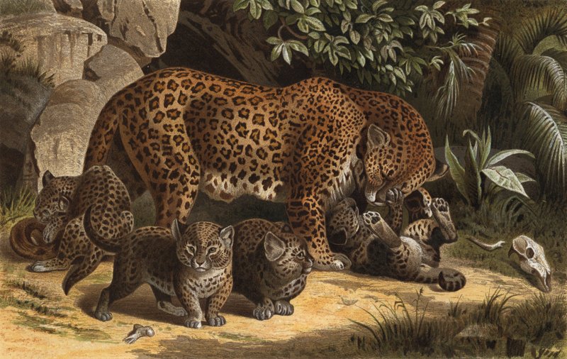panter by European School