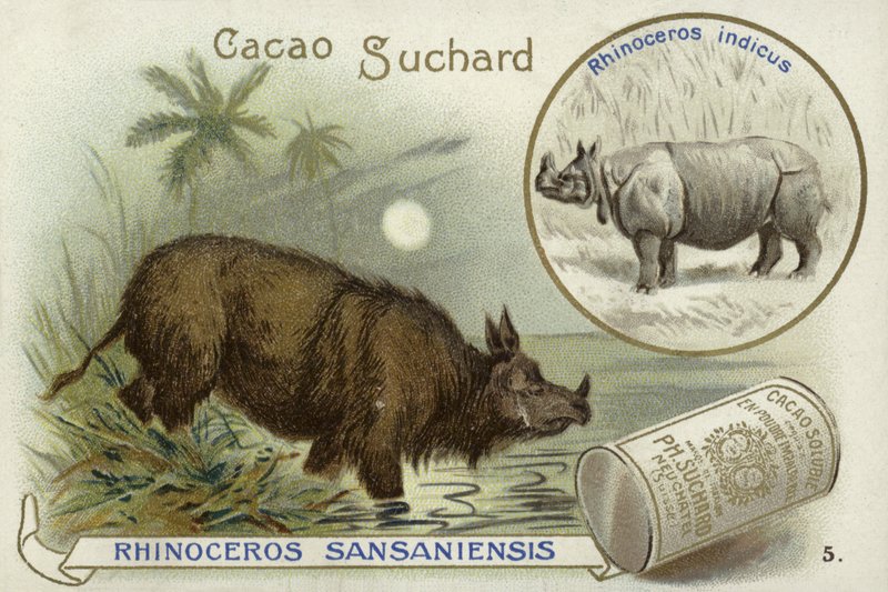 Gergedan Sansaniensis ve Hint gergedanı by European School