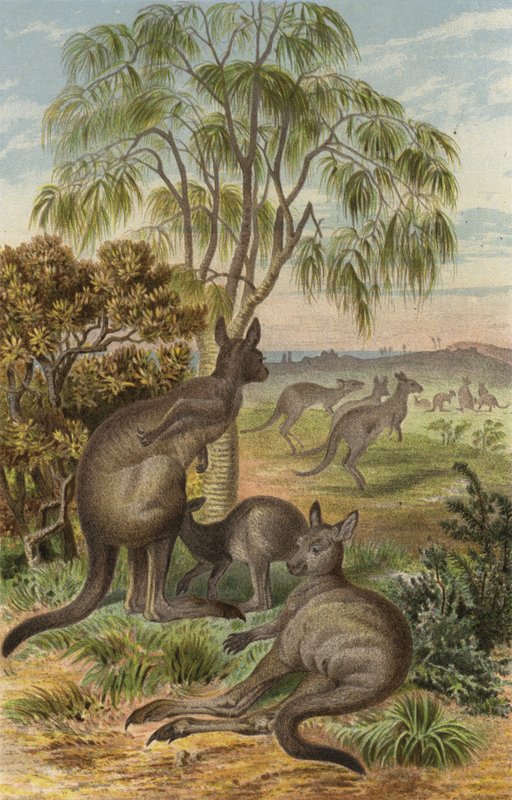 dev kanguru by European School