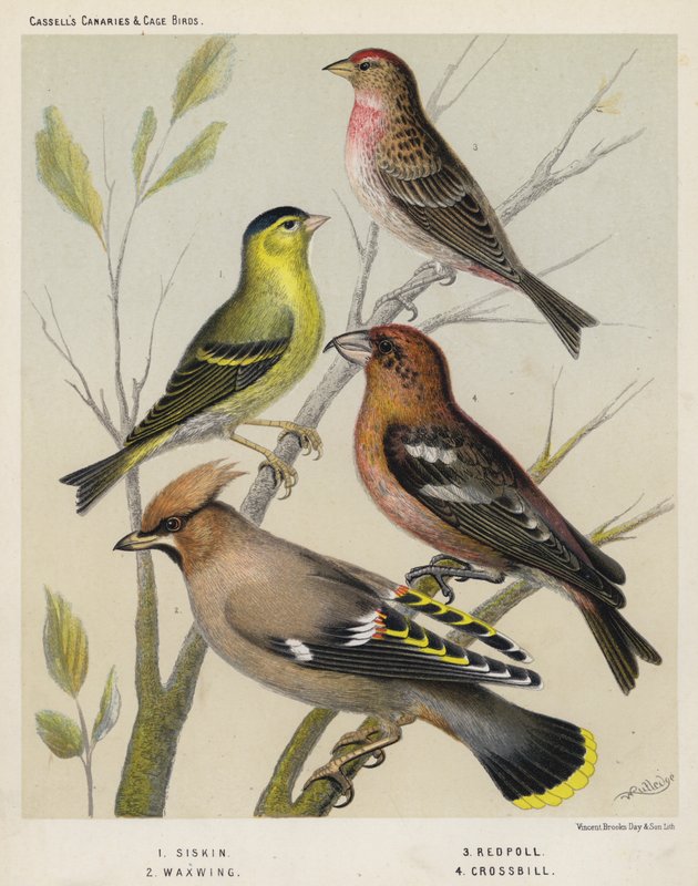 Siskin, Ağda, Redpoll, Çapraz Gaga by European School