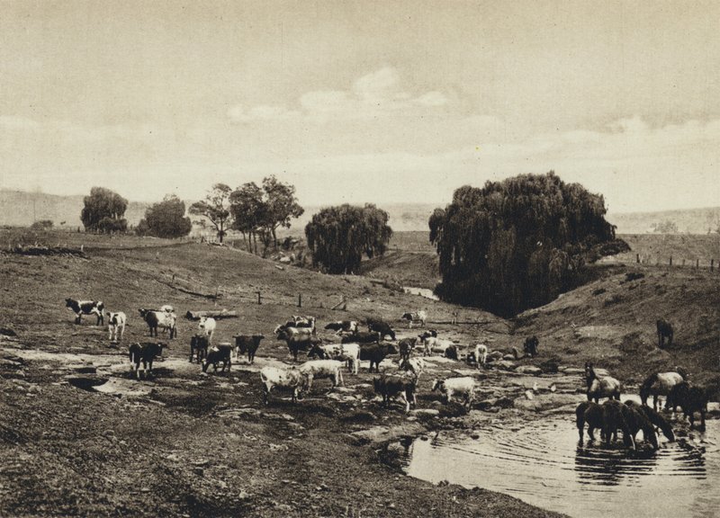 Avustralya, Sığır, Queensland (s/b fotoğraf) by European Photographer