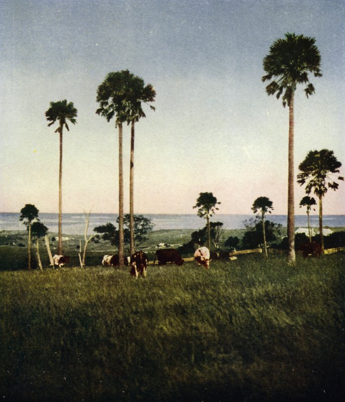 Avustralya, Illawarra (fotoğraf) by European Photographer