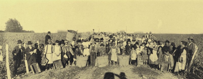 Vina Lontue üzüm bağlarında üzüm hasadı, Santiago, Şili (s/b fotoğraf) by European Photographer
