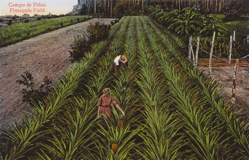 Havana, Küba: Ananas Tarlası (fotoğraf) by European Photographer