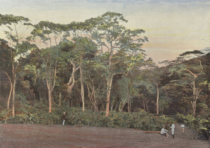 Maoulis Wood Altında Kahve Tarlası by European Photographer