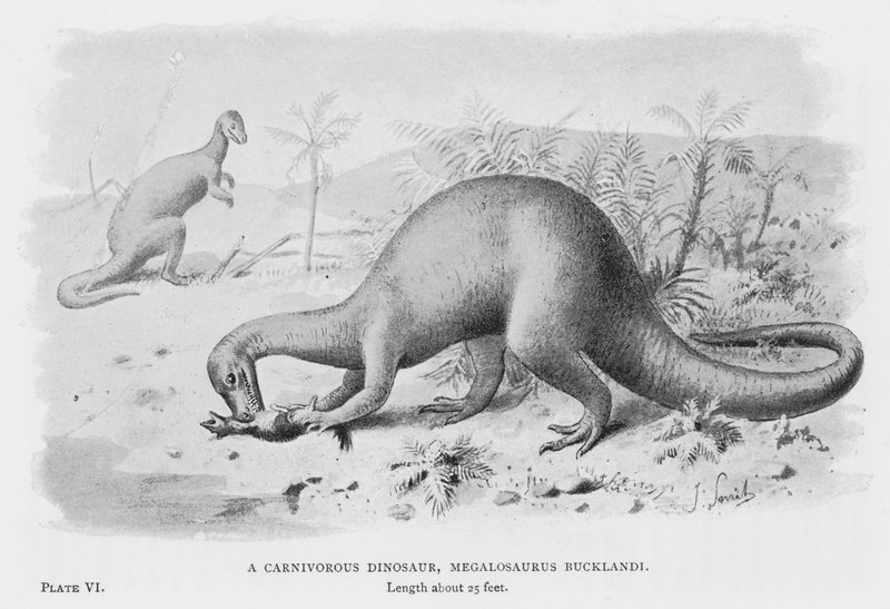 Bir Etçil Dinozor, Megalosaurus Bucklandi (lito) by European School