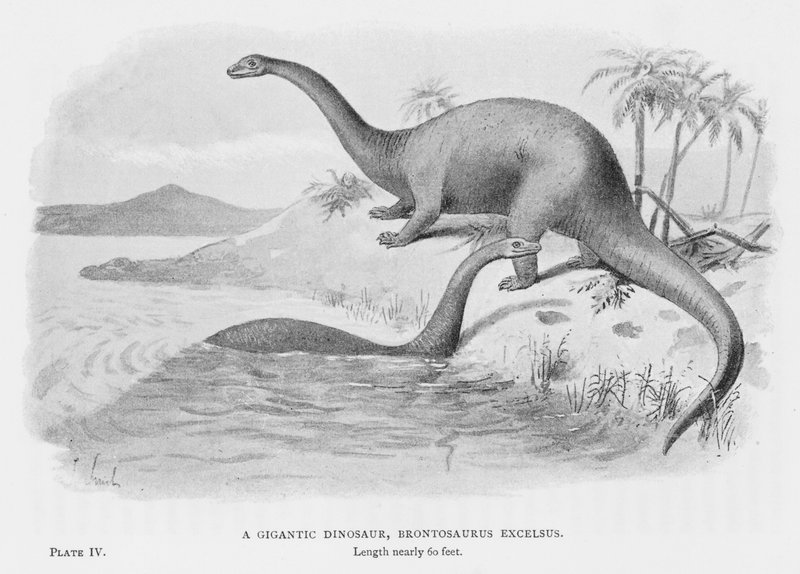Devasa Bir Dinozor, Brontosaurus Excelsus (lito) by European School