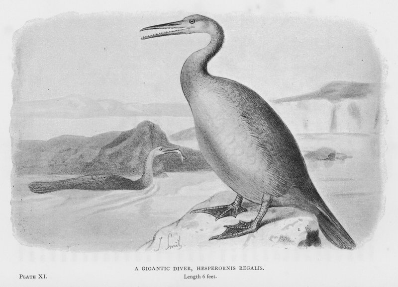 Devasa Bir Dalgıç, Hesperornis Regalis (litho) by European School