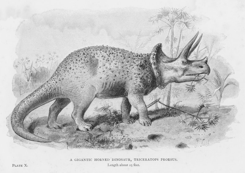 Dev Boynuzlu Bir Dinozor, Triceratops Prorsus (lito) by European School