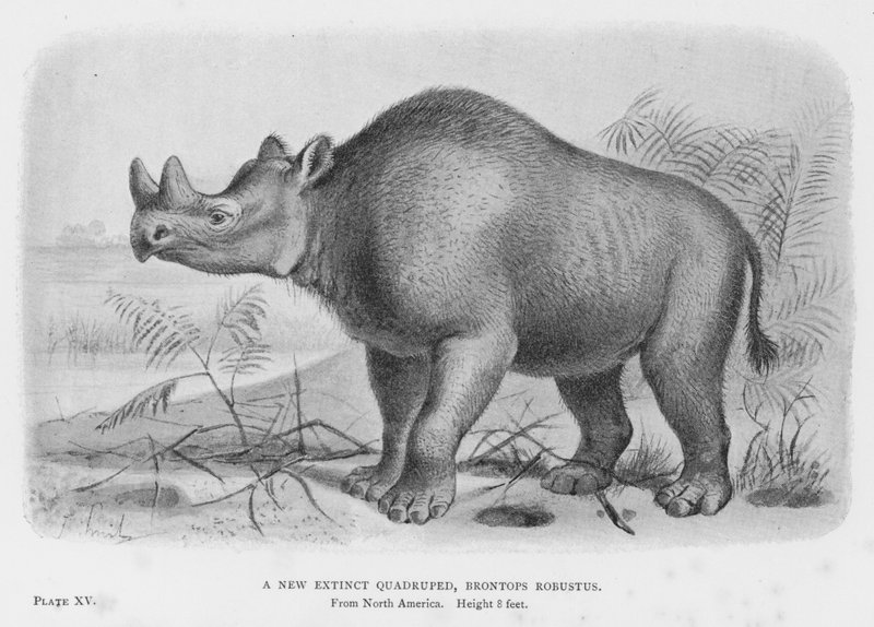 Yeni Bir Tükenmiş Dört Ayaklı, Brontops Robustus (litho) by European School