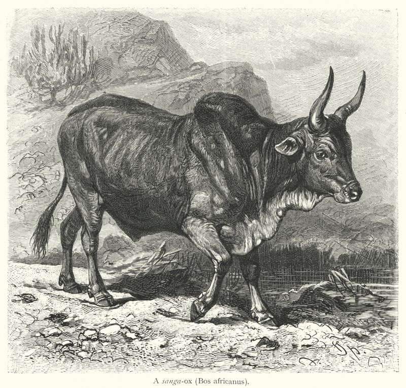Bir sanga-öküz, Bos africanus (gravür) by European School