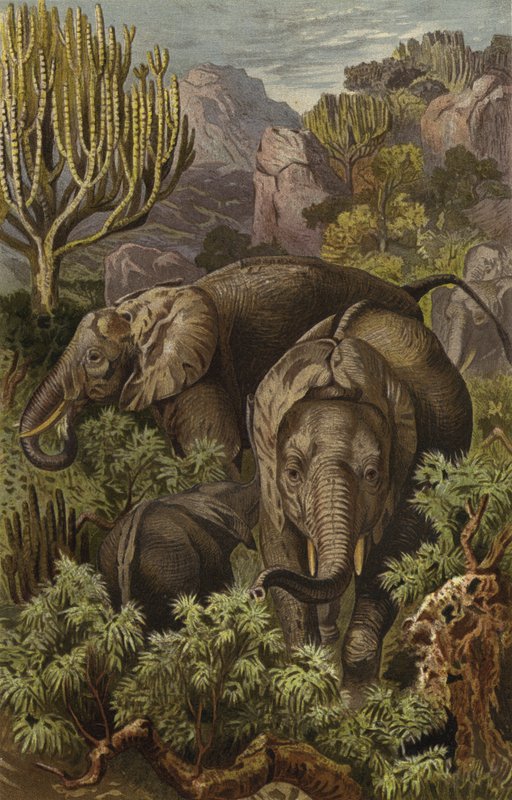 Afrika fili by European School