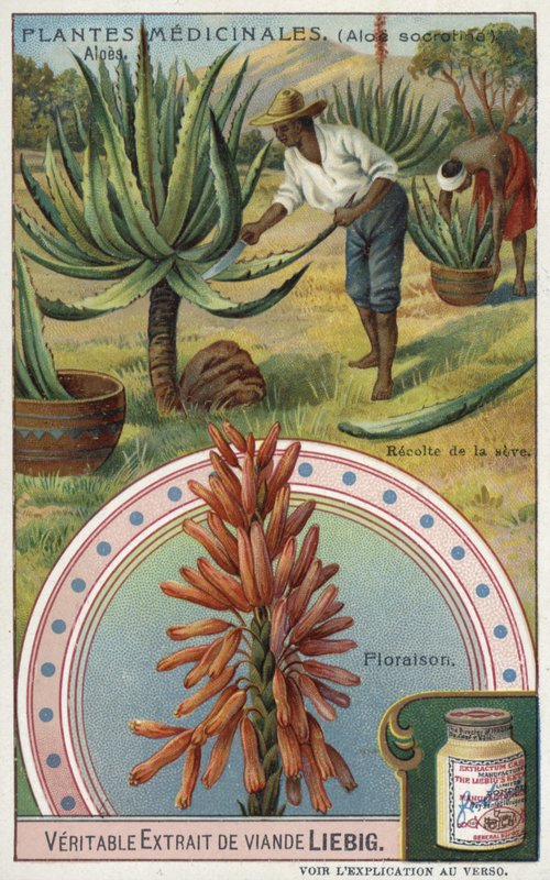 Aloes: özsuyu hasat etmek by European School