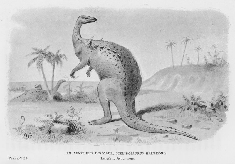 Zırhlı Bir Dinozor, Scelidosaurus Harrisoni (lito) by European School